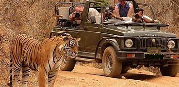 Tadoba Safari Tour